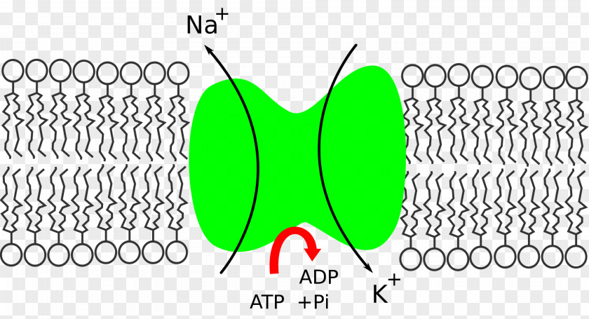 Na+/K+-ATPase Potassium Sodium Enzyme PNG