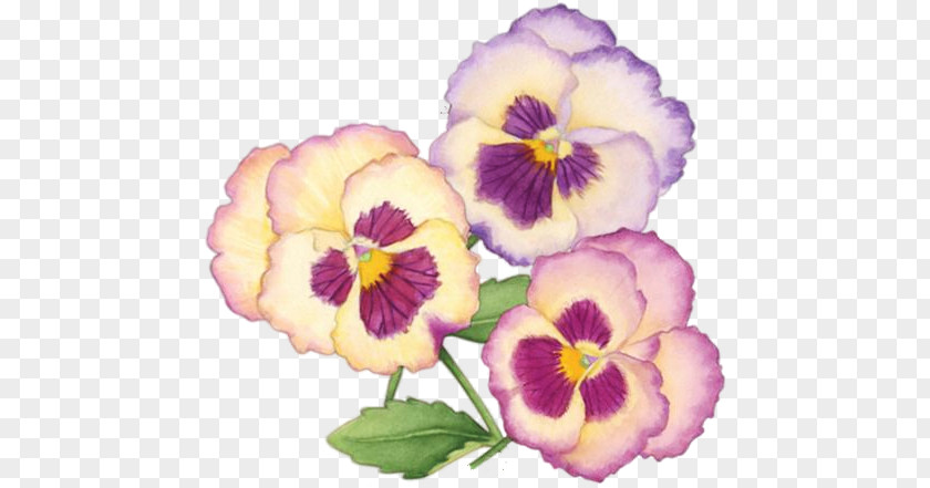 Pansy Annual Plant Drawing Photography Clip Art PNG