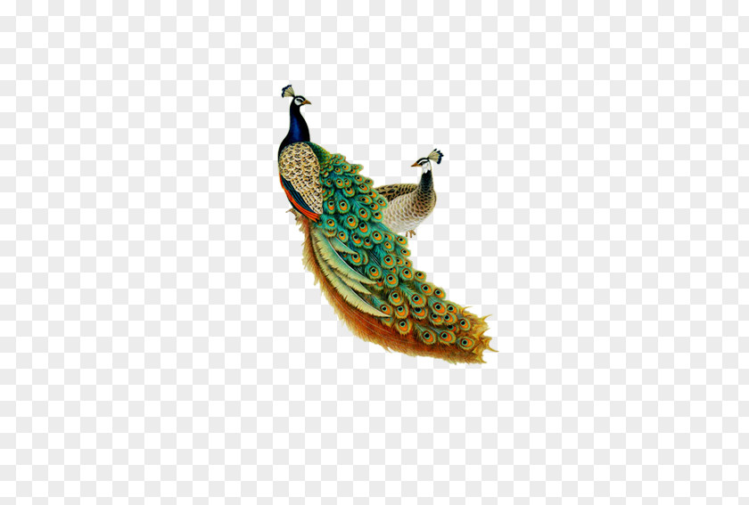 Peacock Peafowl Chinese Zodiac Mural Paper Wallpaper PNG