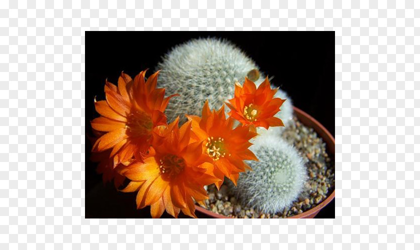 Plant Cactaceae Rebutia Muscula Houseplant PNG