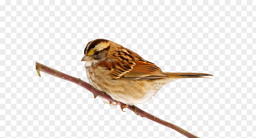 Sparrow House Bird Clip Art PNG