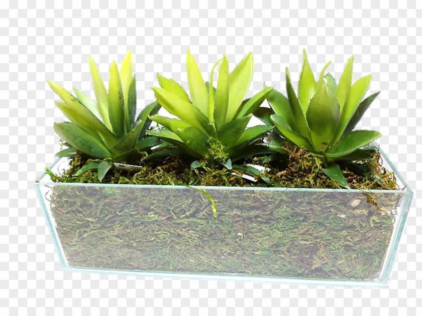 SUCULENTA Houseplant Flowerpot PNG