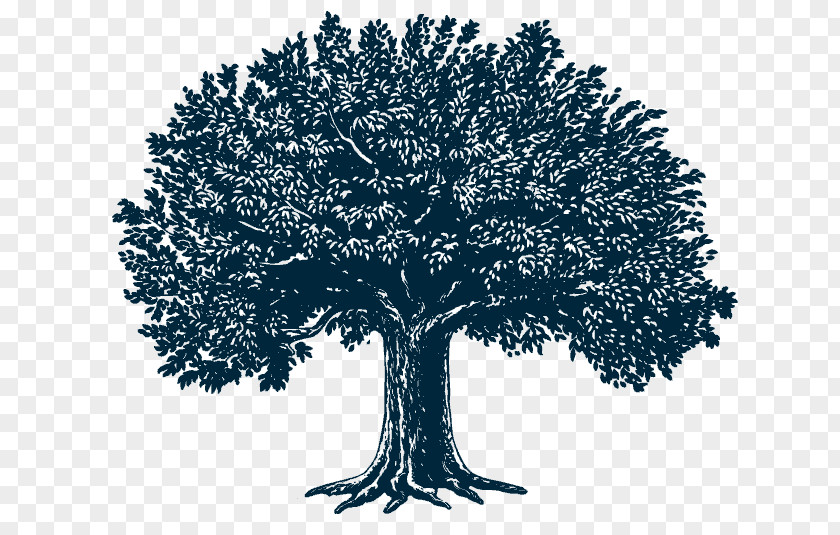 Tree Royalty-free Illustrator PNG