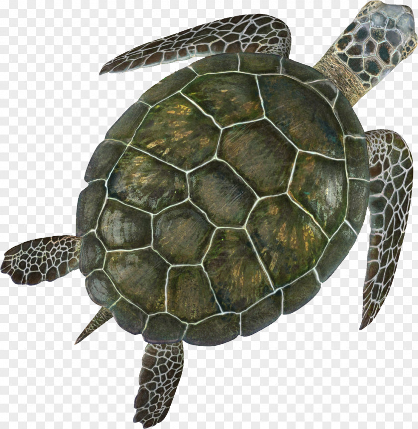 Turtle Box Sea Shell PNG