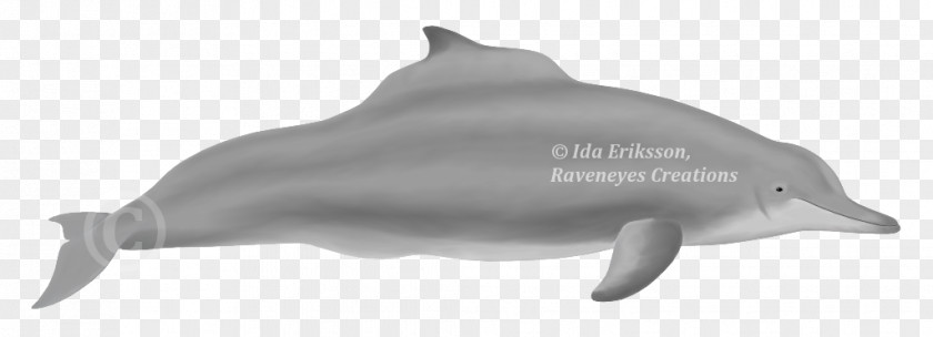 Whitebeaked Dolphin Striped Common Bottlenose Short-beaked Rough-toothed Tucuxi PNG