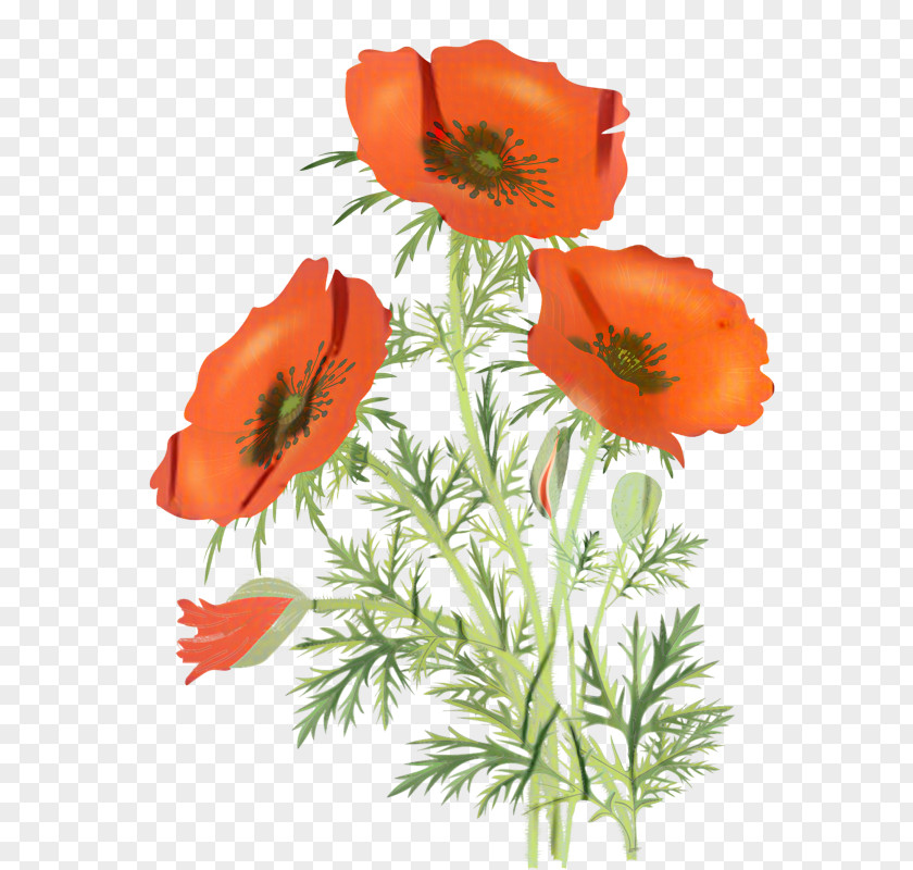 Wildflower Geum Flowers Background PNG