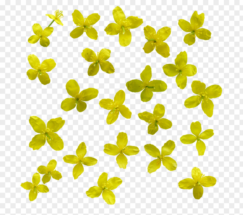 Flower Yellow Data PNG