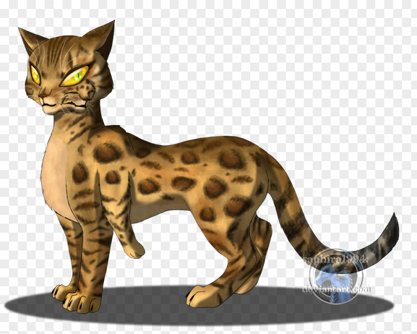 Kitten Bengal Cat Toyger California Spangled Sokoke Ocicat PNG