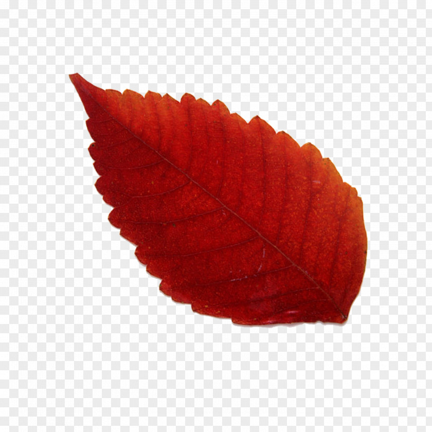 Leaf Maple Red Yellow PNG