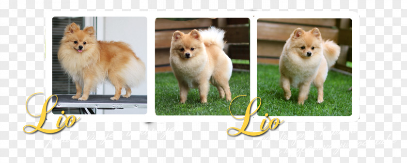 Lio Pomeranian Finnish Spitz Eurasier Dog Breed PNG