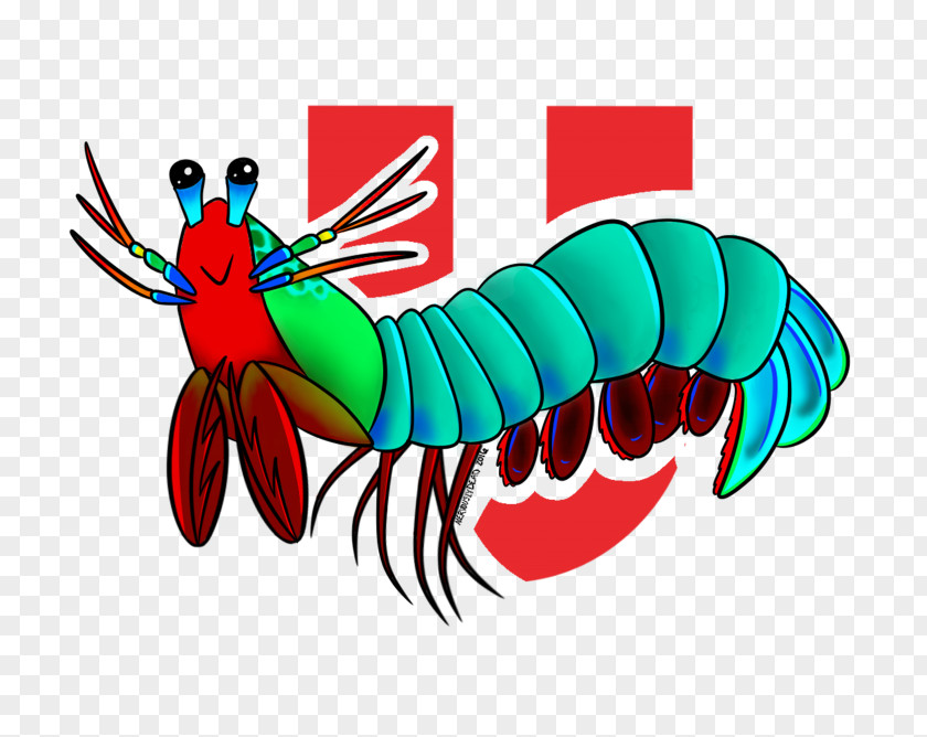 Lobster Mantis Shrimp Odontodactylus Scyllarus Clip Art PNG
