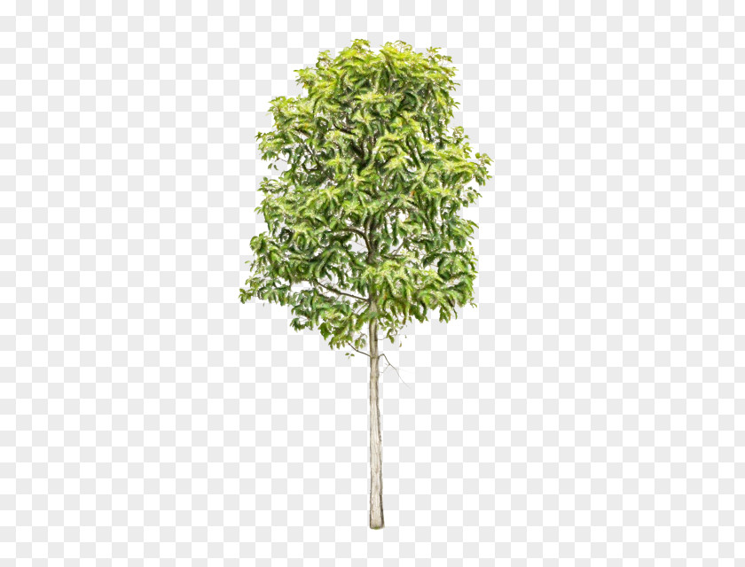 Shrub Plant Stem Plane PNG