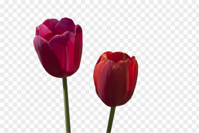 Tulips Tulip Flower Red PNG