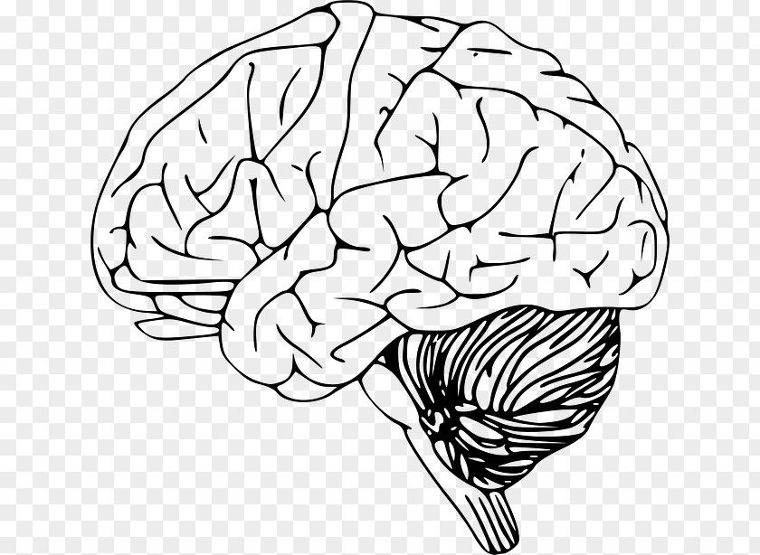 Brain Outline Of The Human Head Clip Art PNG