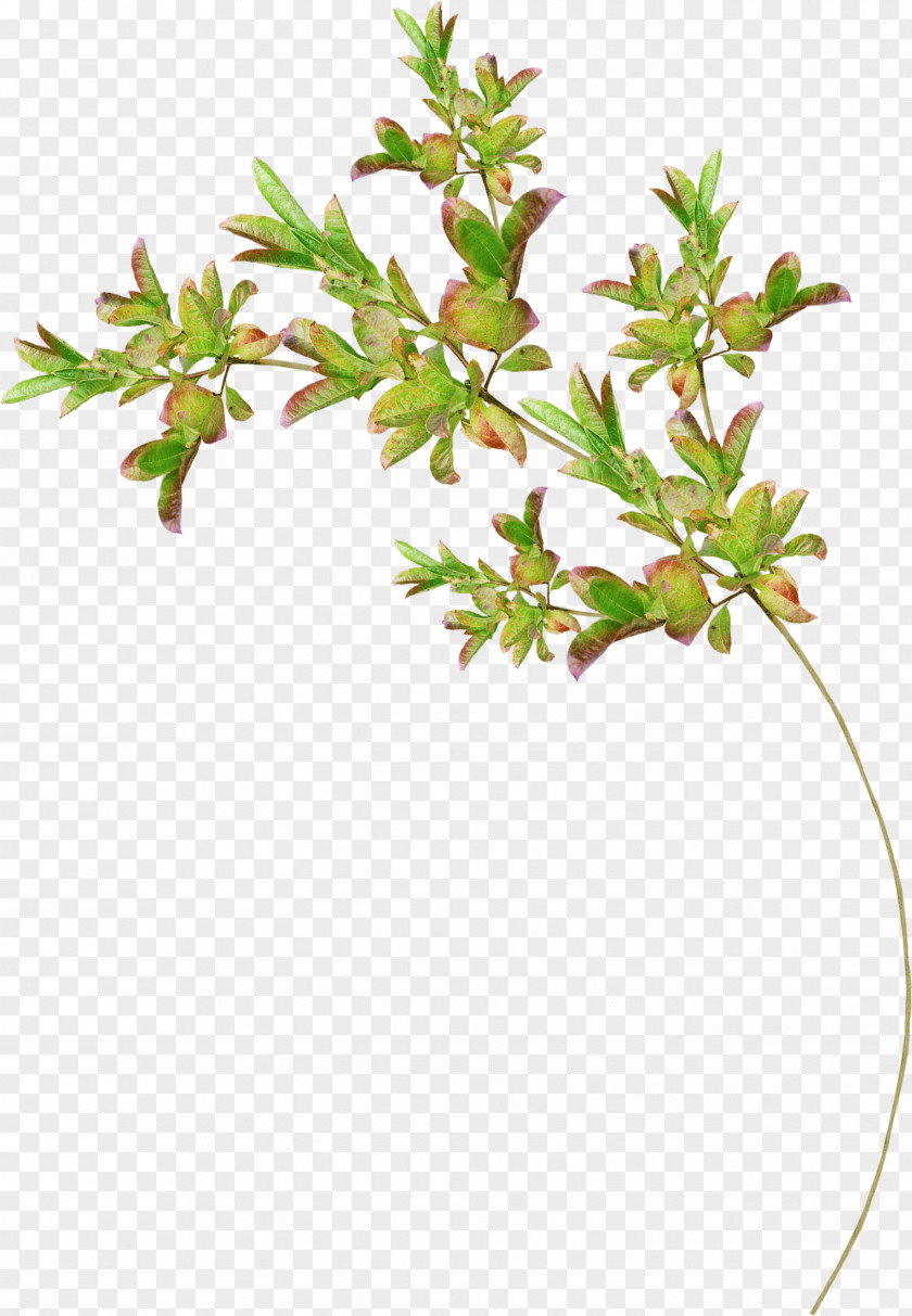 Foliage Tree Drawing Flower PNG