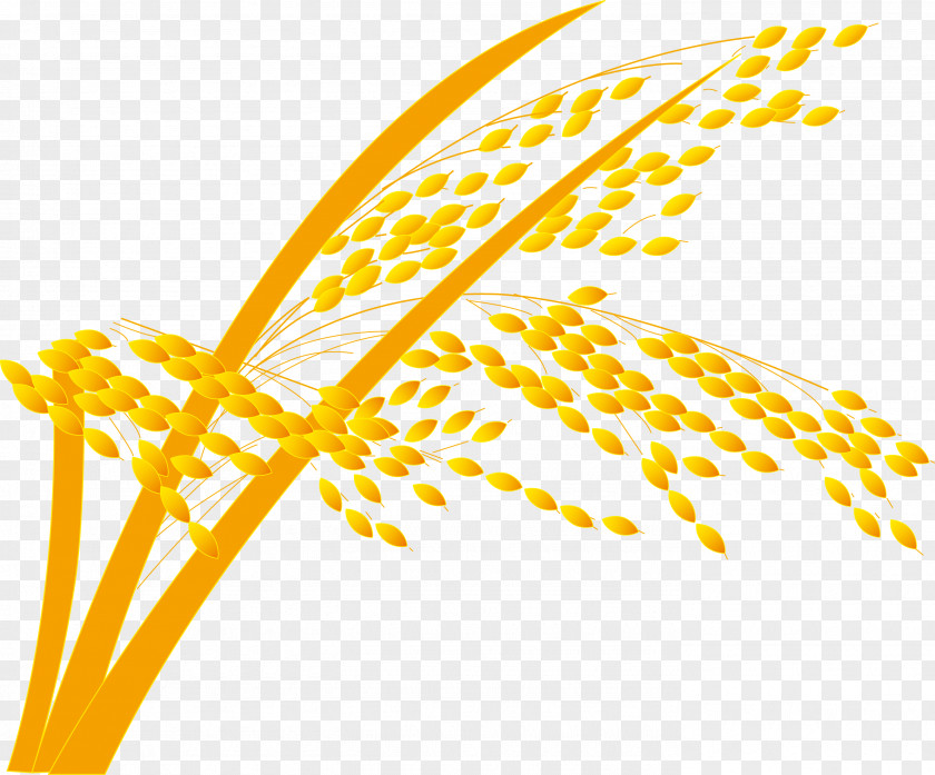 Paddy,Rice,Rice,Rice,Hedao Rice Gadu Paddy Field PNG