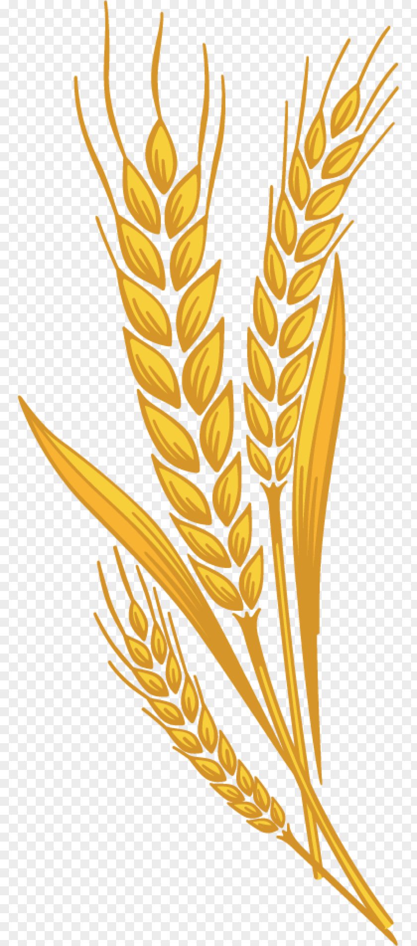 Wheat Muffin Emmer Common Cereal Germ Clip Art PNG