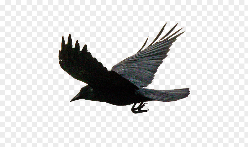 Bird Raven Wing Crow PNG
