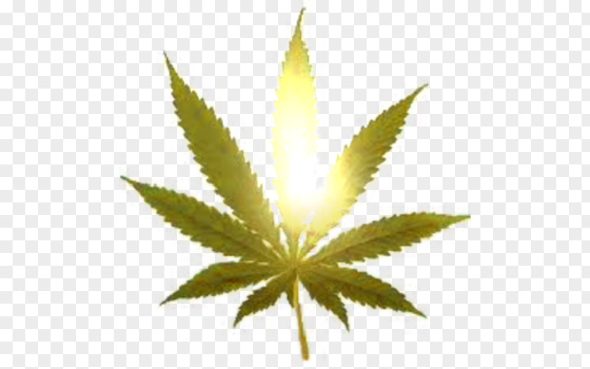 Cannabis Legalization Smoking Marijuana 420 Day PNG