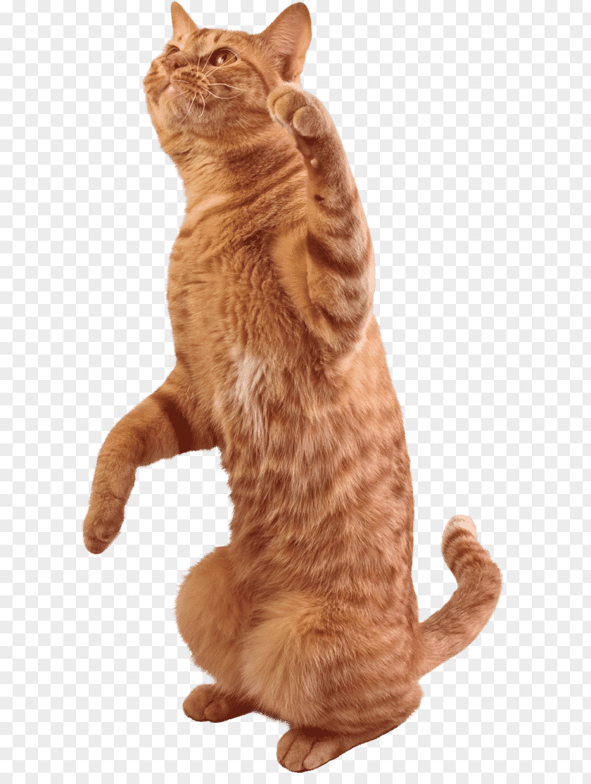 Cat Tabby Kitten Stock Photography PNG