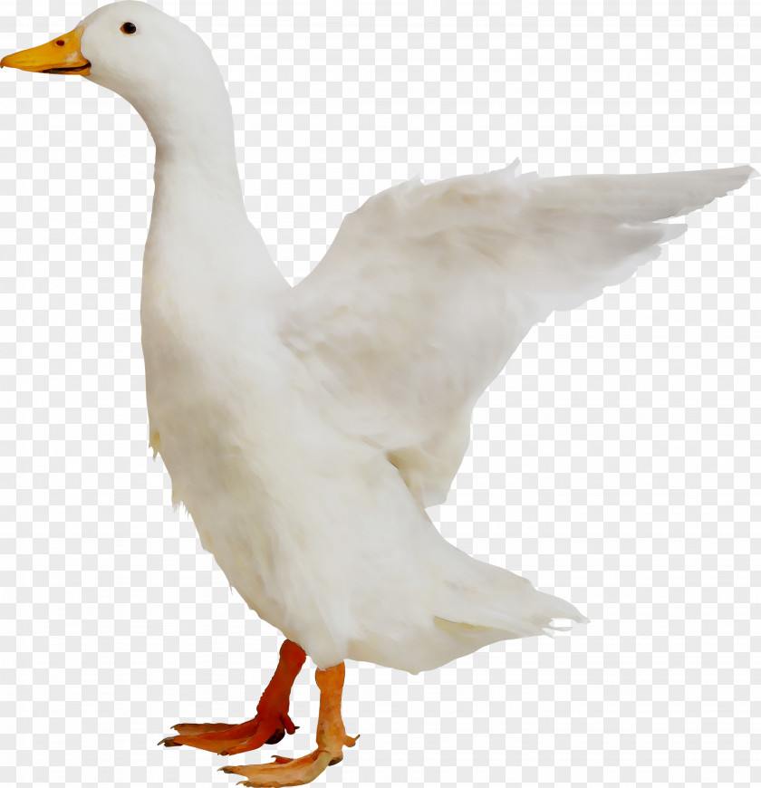 Duck Goose Chicken Bird Grey Geese PNG