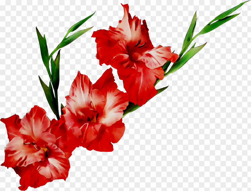 Flower Bouquet Gladiolus Wedding Anniversary Gift PNG