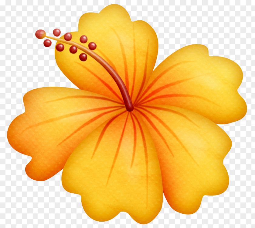 Mallow Family Flowering Plant Hawaiian Hibiscus Yellow Petal Flower PNG