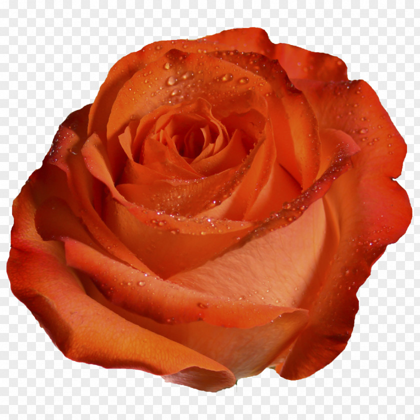 Peach Flowers Garden Roses Orange Coral PNG