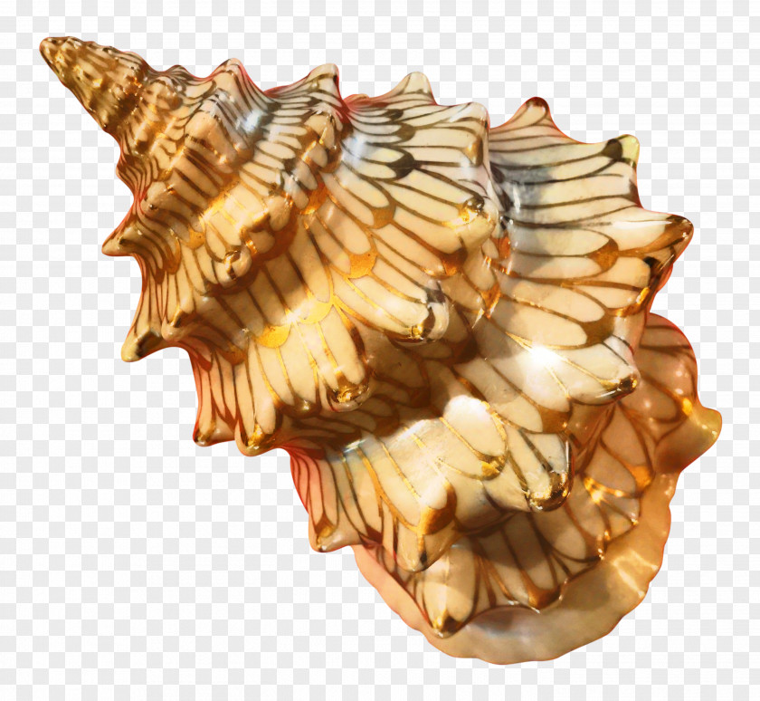 Shankha Shell Snail Cartoon PNG
