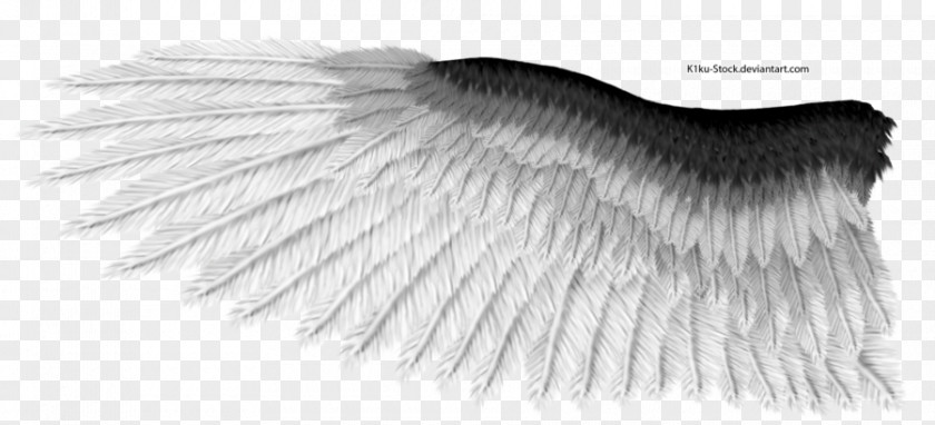 Eagle Wings Black And White PNG