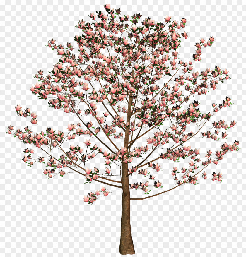 Palm Tree Cherry Blossom Flower Twig PNG