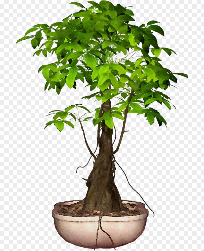 Bonsai Leaf Flowerpot Tree Houseplant Plant Flower PNG