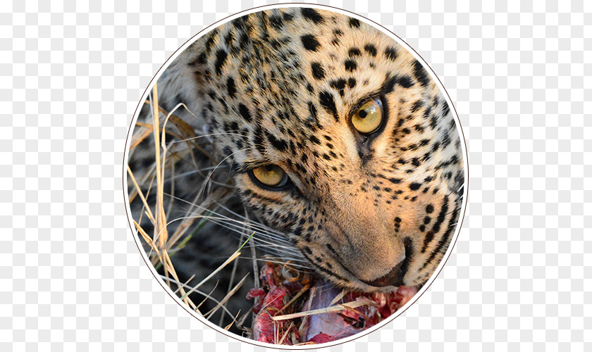 Leopard ISimangaliso Wetland Park Kruger National Garden Route PNG