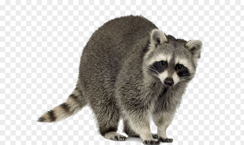 Raccoon Material Squirrel Trapping Pest Control Nuisance Wildlife Management PNG