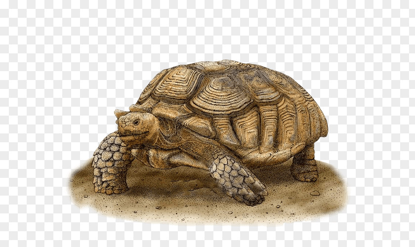Turtle Box Turtles African Spurred Tortoise Art PNG
