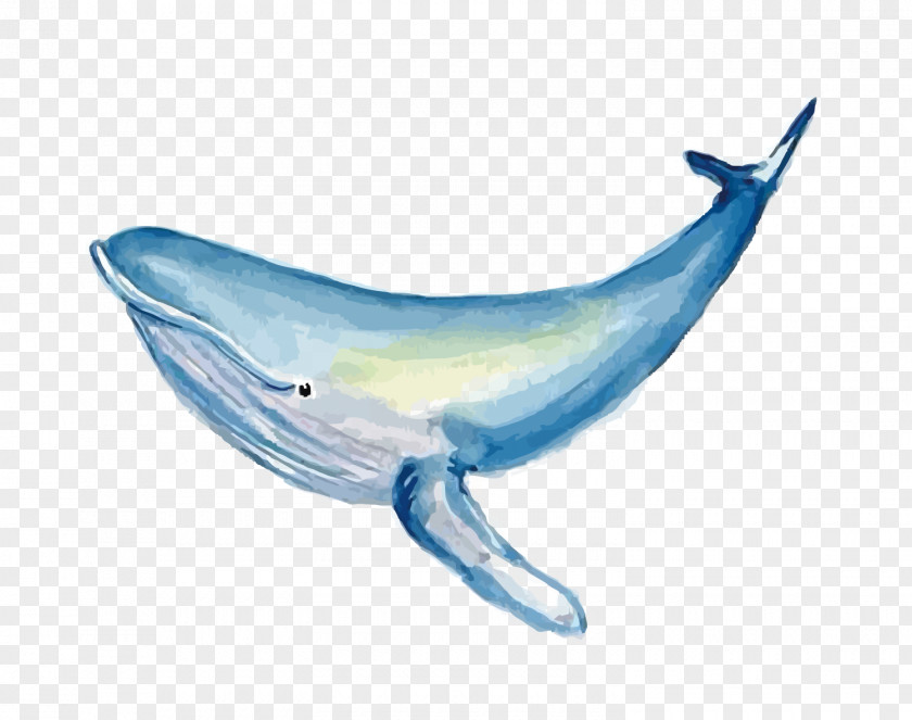 Vector Watercolor Whale Common Bottlenose Dolphin Painting PNG