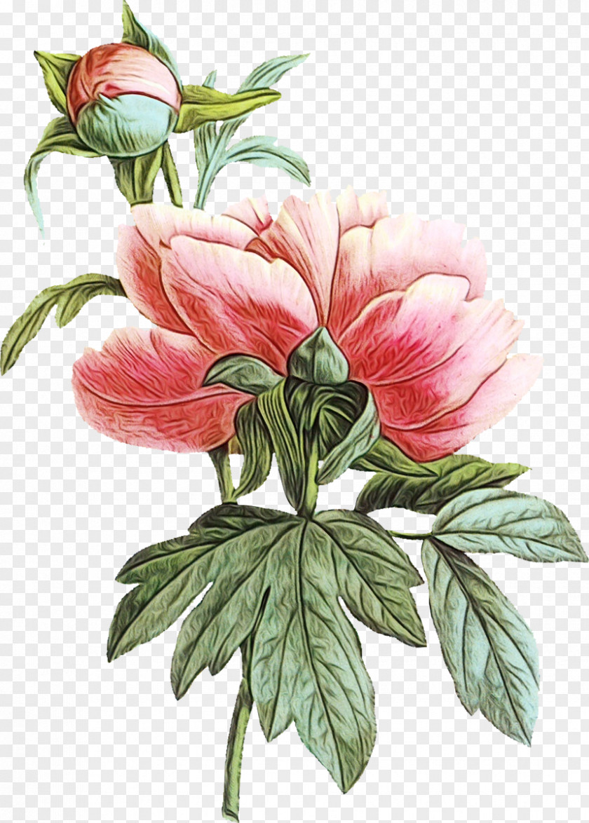 Bud Plant Stem Flower Flowering Common Peony Petal PNG