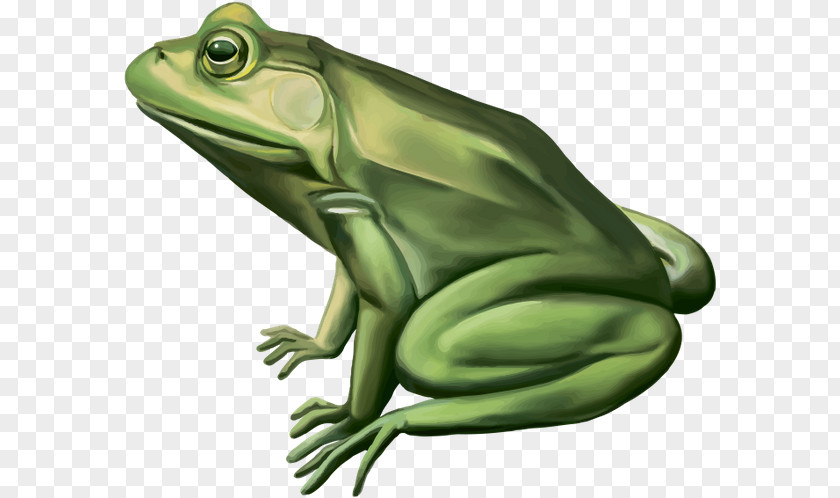 Frog Vector Graphics Royalty-free Stock Photography Image PNG