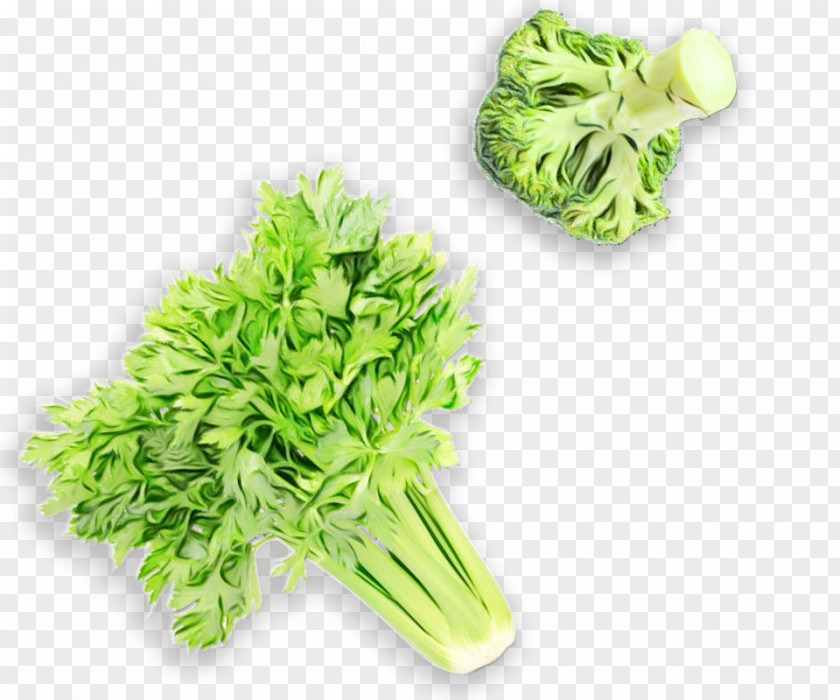 Iceburg Lettuce Ingredient Vegetables Cartoon PNG