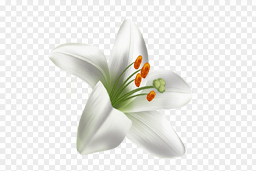 Lily Lilium Download Flower Google Images PNG