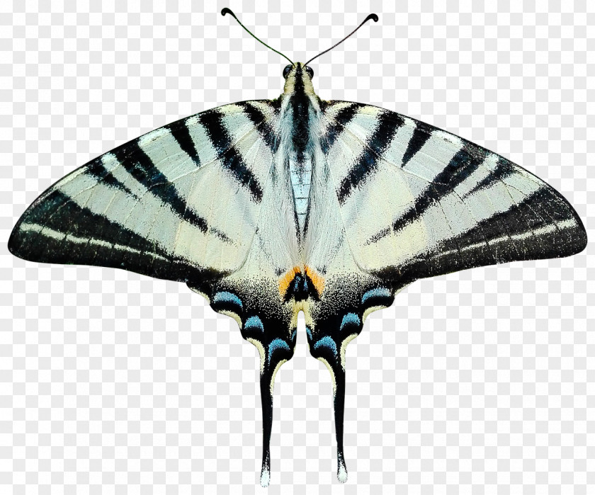 Butterfly Tail Insect Moth Transparency PNG