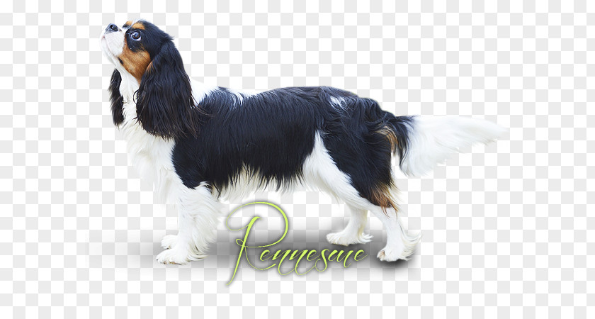 Cavalier King Charles Spaniel English Springer Dog Breed Companion PNG