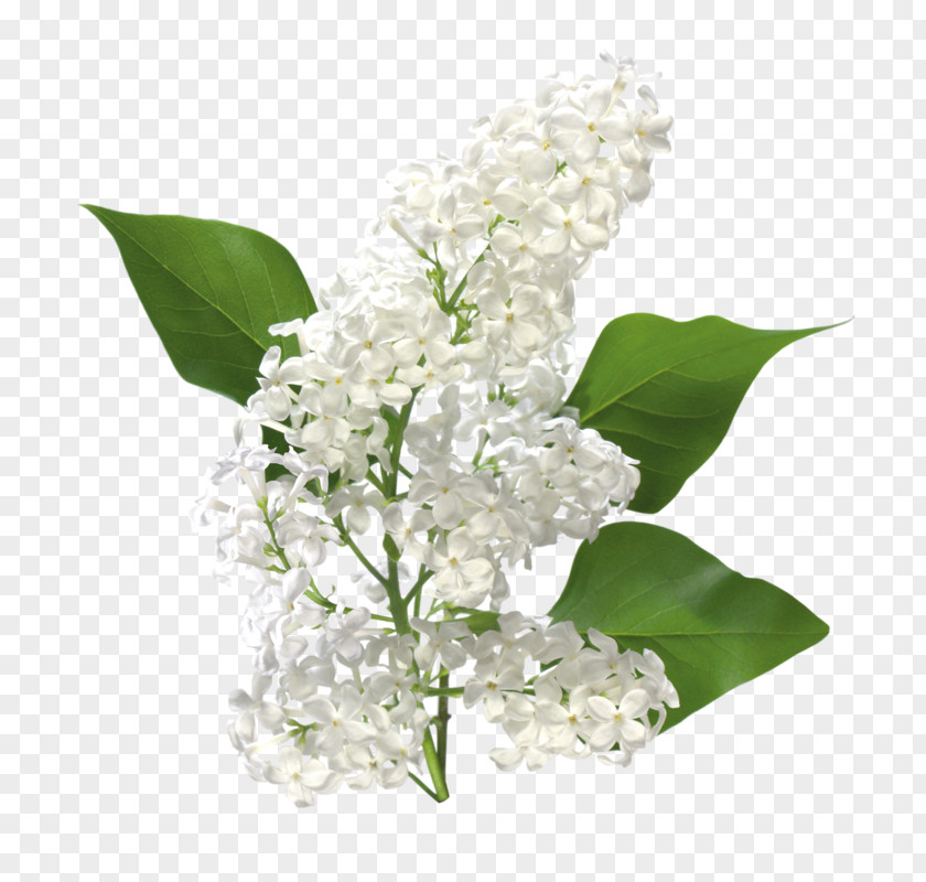 Common Lilac Clip Art Image PNG