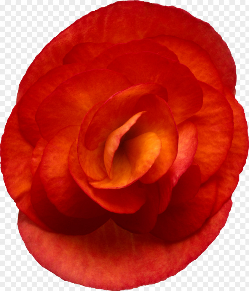 Flower Garden Roses Elatior Begonia Red PNG