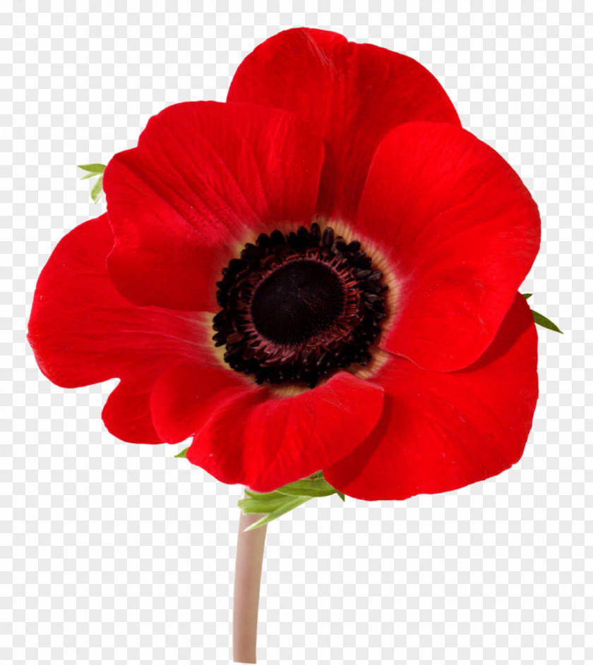 In Flanders Fields Remembrance Poppy Armistice Day Lest We Forget PNG