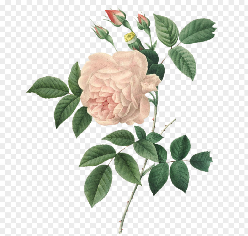 Pierre-Joseph Redouté (1759-1840) Choix Des Plus Belles Fleurs Rose Painting PNG
