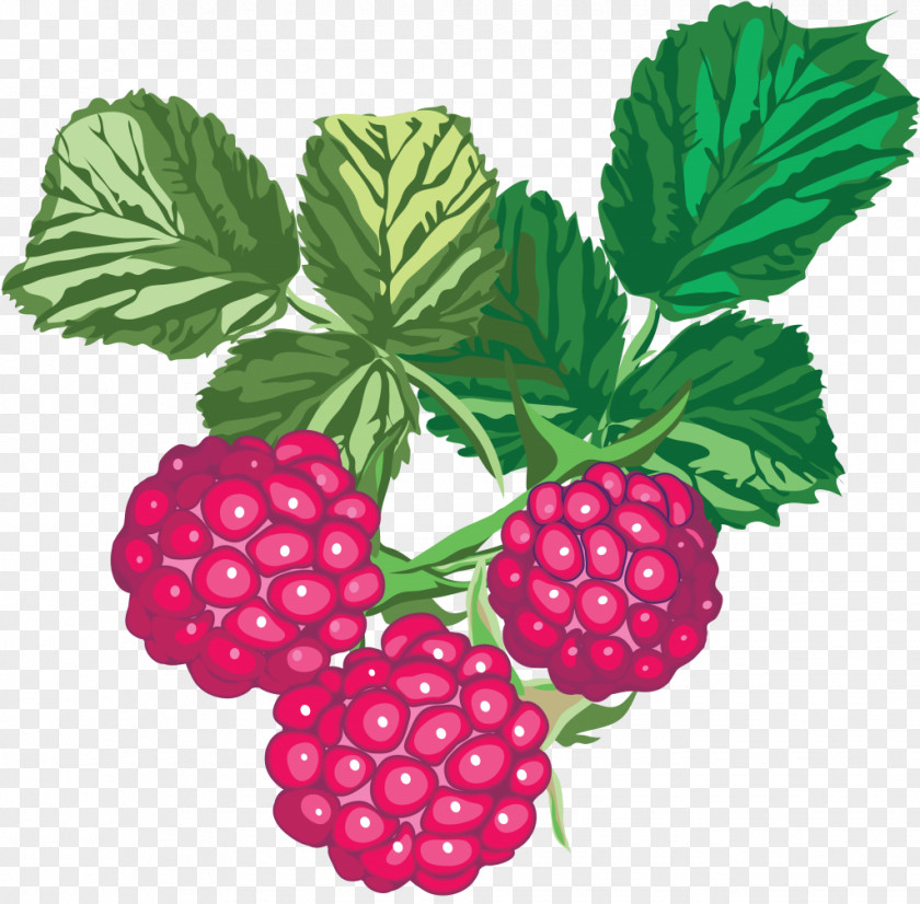 Raspberry Fruit Color PNG