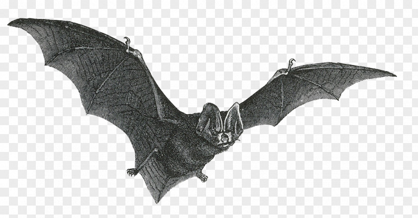 Flying Bat Vampire Drawing Clip Art PNG