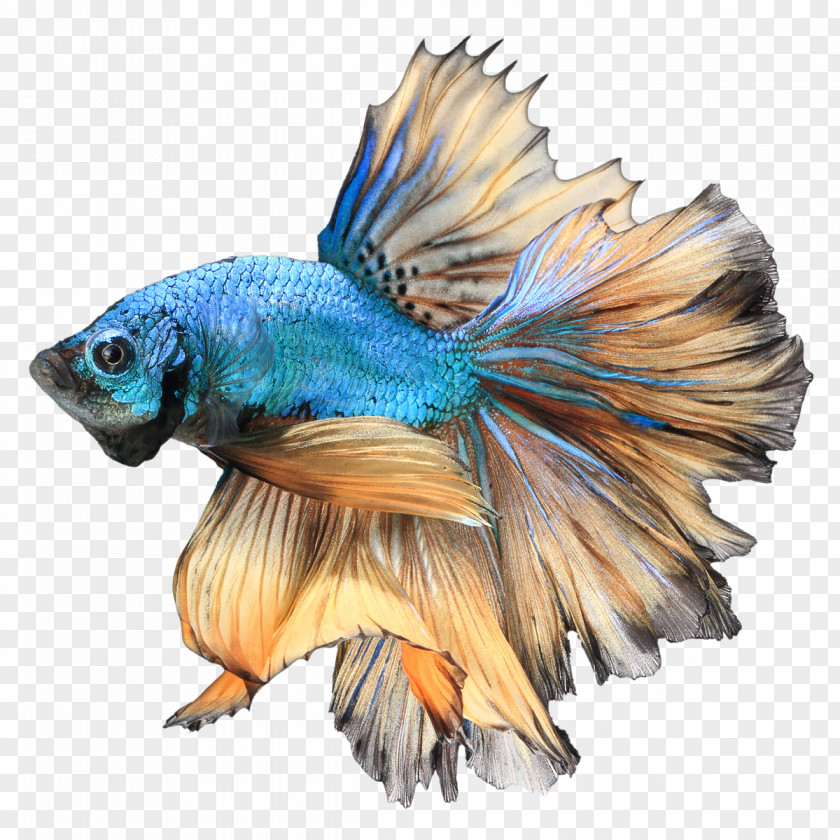 Betta Free Download Siamese Fighting Fish Channoides Aquarium Stock Photography PNG