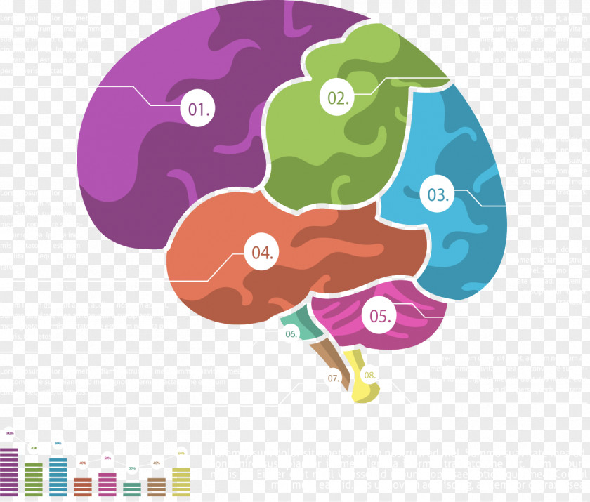 Brain Color Classification Chart Cerebrum Clip Art PNG